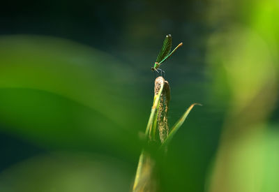 Close-up of grasshopper