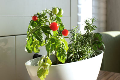 Cherry tomatoes and rosemary grown in a pot in a home vegetable garden, in the white kitchen 