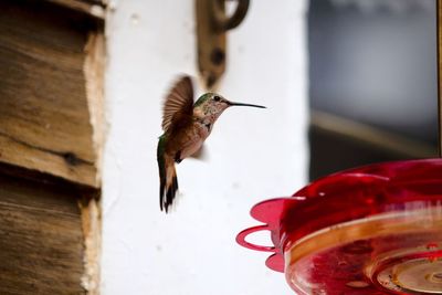 Close-up of bird flying