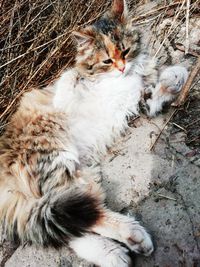 High angle view of cat resting