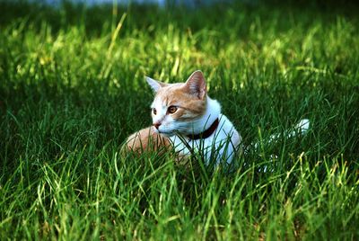 Portrait of cat on grassy field