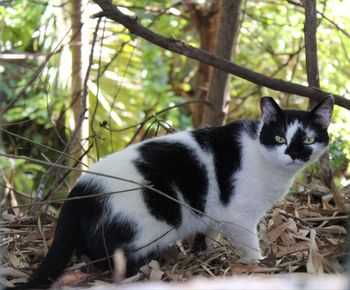Cat sitting outdoors