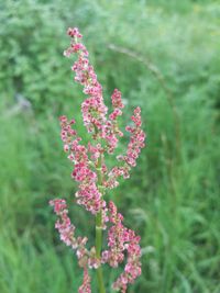 Close-up of pink flowers