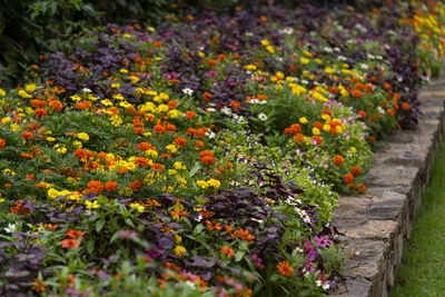 Close-up of yellow flowering plants in garden