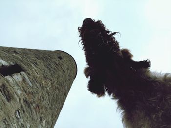 Low angle view of dog against sky