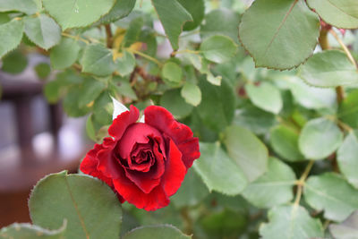 Close-up of red rose on plant