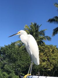 Low angle view of bird perching on tree against sky