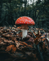 Close-up of mushroom growing on field