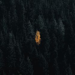 High angle view of trees growing in forest