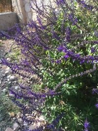 Close-up of purple flowering plants in park