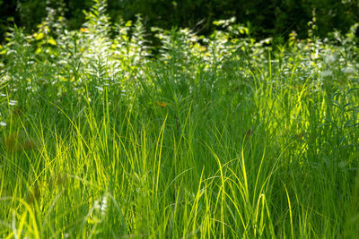 Full frame shot of fresh green field