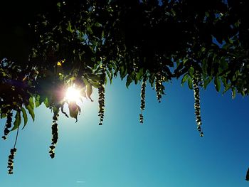 Low angle view of trees against blue sky