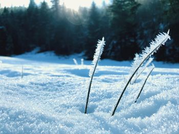 Close-up of snow covered land and trees on field