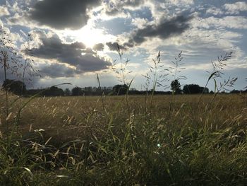 Scenic view of field against sky
