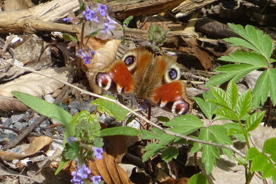 High angle view of butterfly on flower