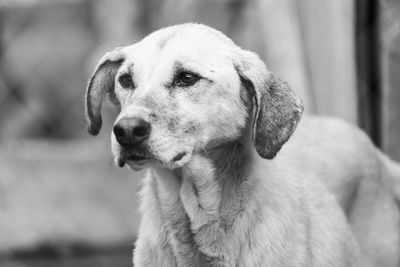 Close-up portrait of dog looking away outdoors