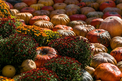 Full frame shot of pumpkins during autumn