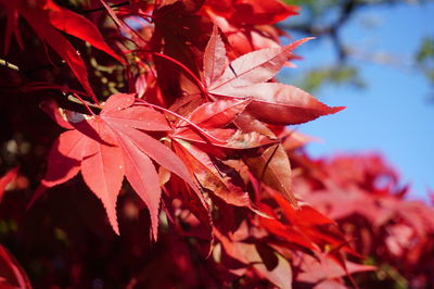 Close-up of maple leaves