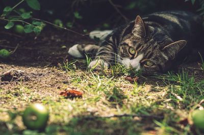 Cat lying on the ground