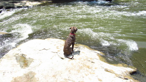 High angle view of dog on sea shore