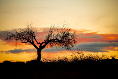 Silhouette bare tree on field against sky during sunset