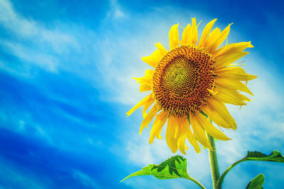 Close-up of yellow sunflower against sky