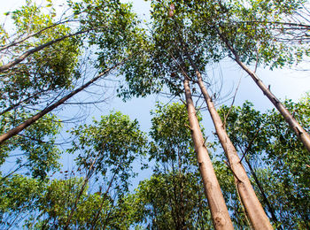 Low angle view of bamboo trees against sky