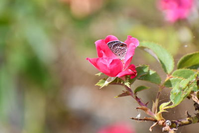 Close-up of pink rose