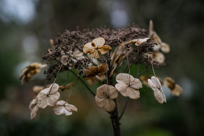 Close-up of flowers
