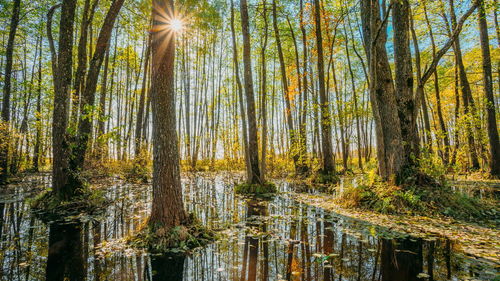 Low angle view of trees in forest