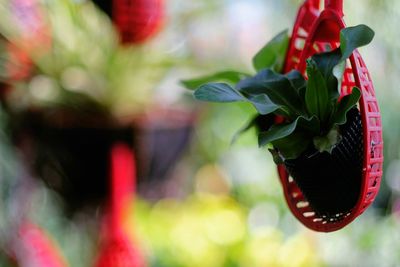 Close-up of red flowers against blurred background