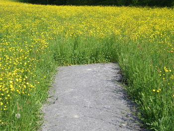 Yellow flowers growing in field