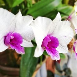 Close-up of purple flowers blooming outdoors