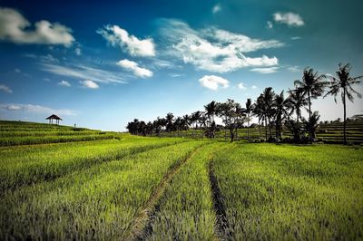Scenic view of agricultural field against sky