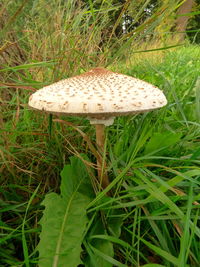 Close-up of mushroom growing in forest