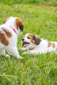Cheerful puppies on field