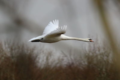 White bird flying