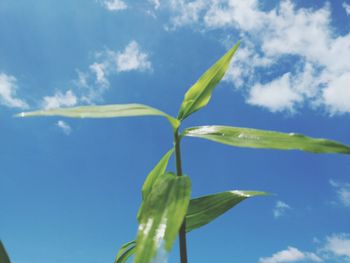 Low angle view of plant against sky