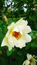 Close-up of white flowers blooming outdoors
