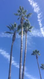 Low angle view of palm trees against blue sky