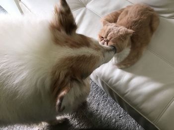 High angle view of cat lying on bed at home