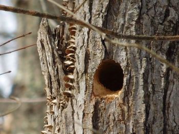 Close-up of birdhouse