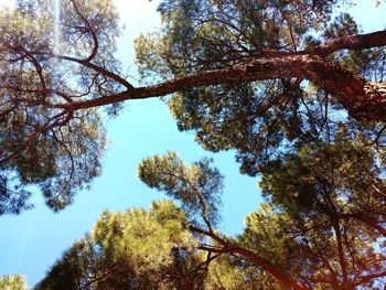 Low angle view of tree against sky