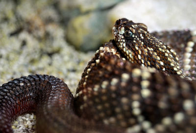 Close-up of shell