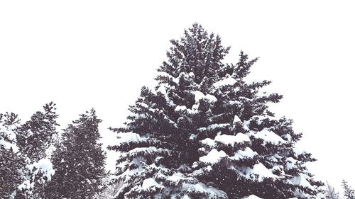 Low angle view of tree against clear sky