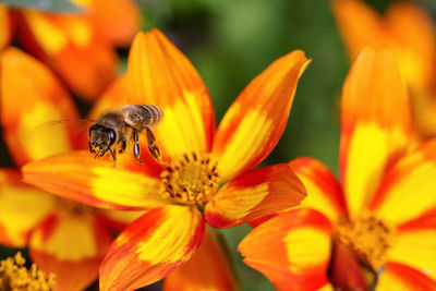 Close-up of bee pollinating on flower