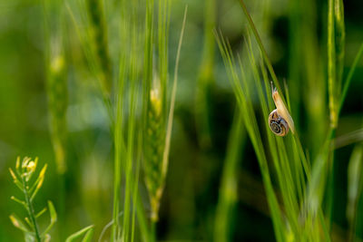 Close-up of insect on grass