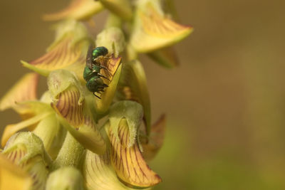 Close-up of insect on flower