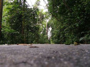 Close-up of plants against trees