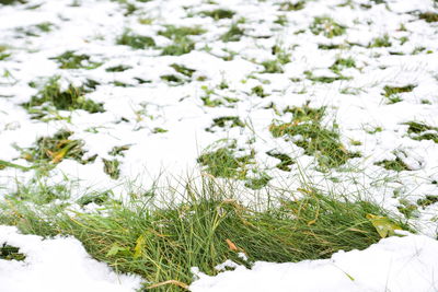 Close-up of snow on field during winter